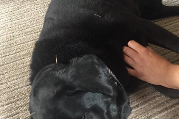 Black Labrador undergoing acupuncture therapy
