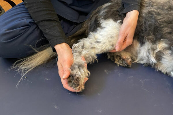 Dog receiving massage therapy